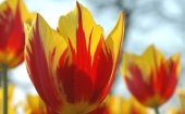 Bloemen
